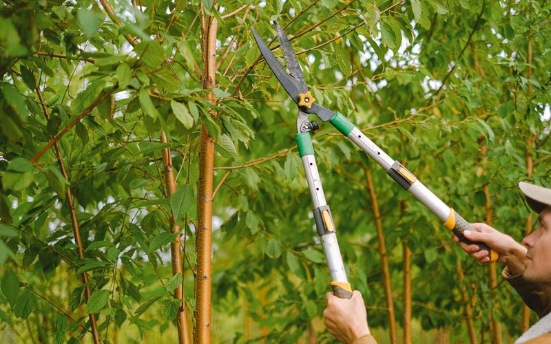 Tree trimming in Coalville, UT